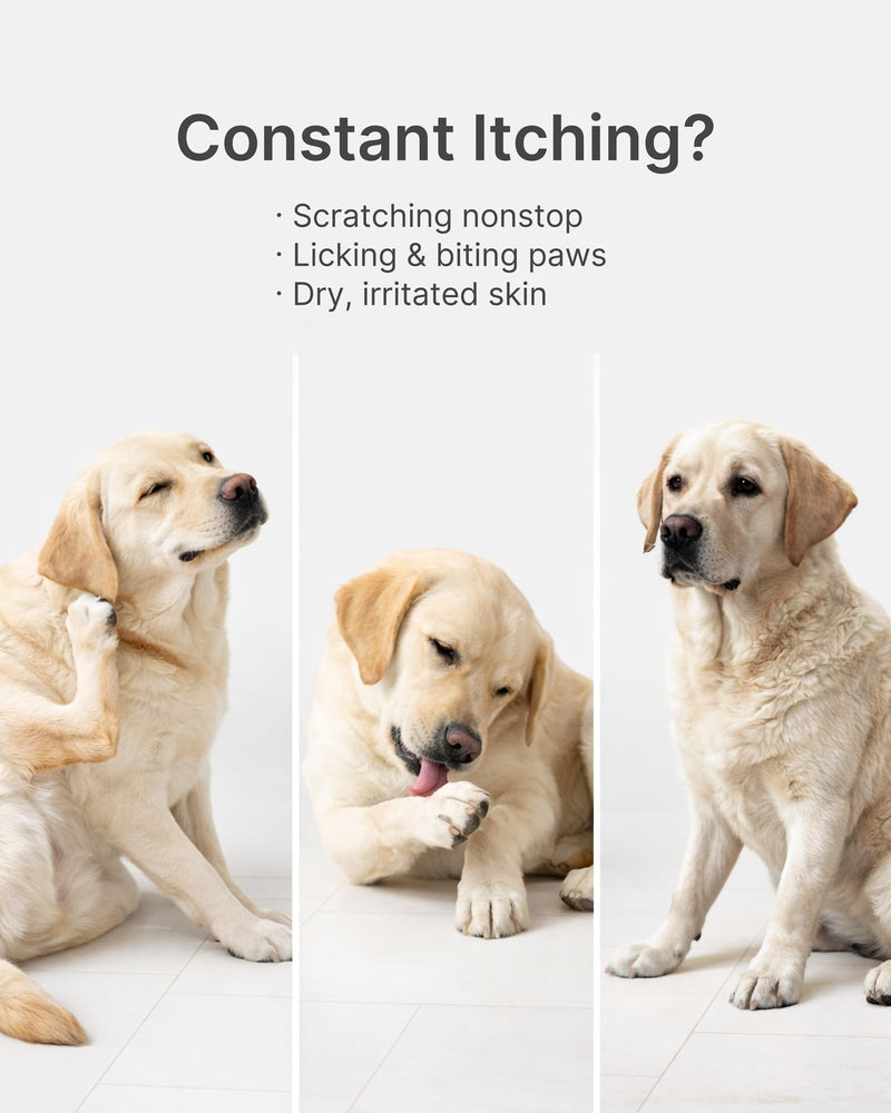 Dog Itch Relief Chews for Dogs – Itchy Paws & Paw Licking Support, Anti Itch Soft Chews for Itchy Skin, Daily Skin & Coat Supplement, 120 Chews Chicken