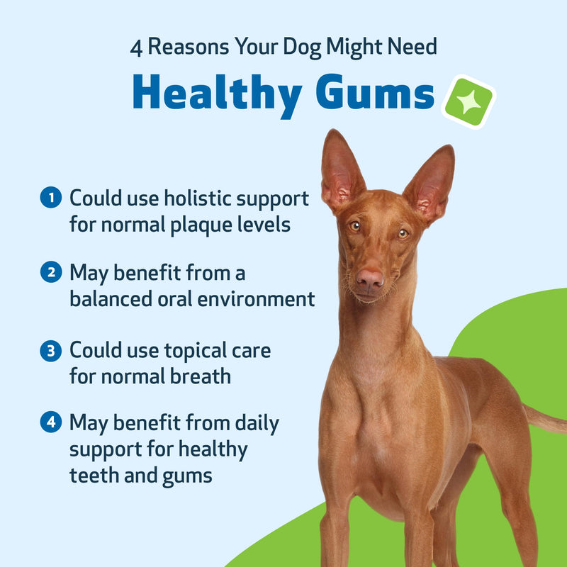 Pet Wellbeing Healthy Gums for Dogs - Topical Drops for Oral Care, Dental Health & Fresh Breath - NASC Certified & Vet-Formulated - 4 oz Liquid 4 fl oz (118 ml)