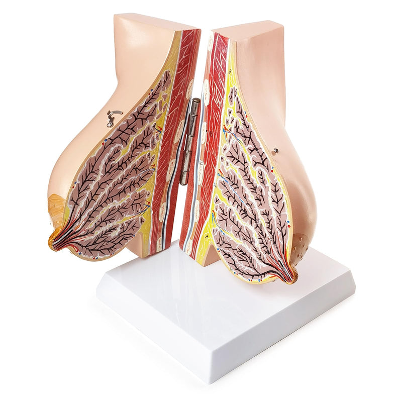 NEW HORIZON Model of The Female Breast Human Breast Anatomy Model Lactation Teaching Nursing Trainning Education Tools for Medical Students and Teachers