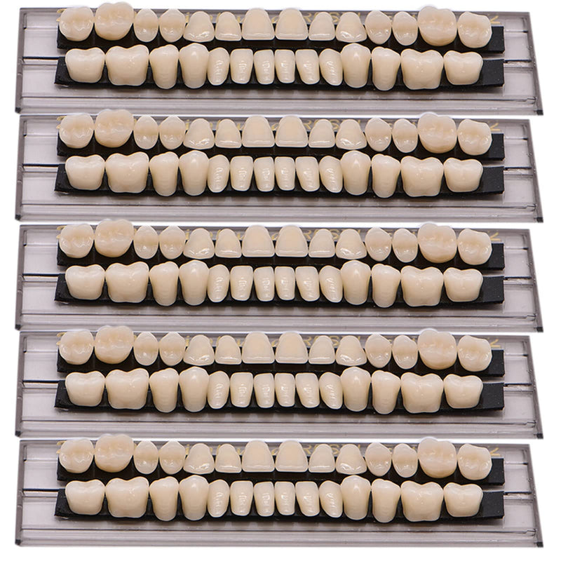 28Teeth Dental Synthetic Resin Tooth Denture Dentistry for Halloween Horror Teeth,Dental Education,Dental Teeth Teaching Model (23A3(1SET)) 23A3(1SET)