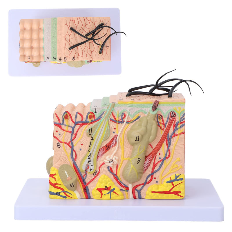 Skin Model, 35X Enlarged Skin Anatomical Model 3D Skin Layers Anatomy Model Human Skin Structure Anatomical Model for Science Classroom Study Display Teaching Model