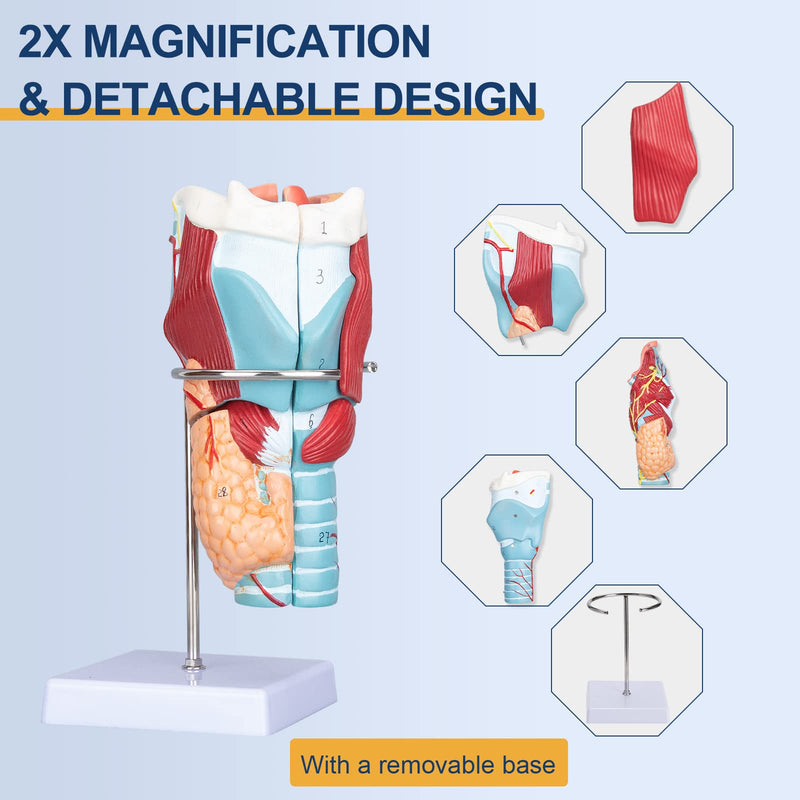 Healthible Human Larynx Model - 2X Anatomically Detachable Throat Model for Hospital Classroom
