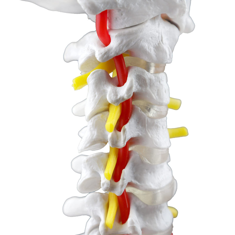 Parco Scientific PB00052 Cervical Spine with Nerves & Arteries Life-Size, Articulated, 7 Cervical Vertebrae, Intervertebral Discs, Occipital Bone, Spinal Cord, Paired Spinal Nerves & Vertebra