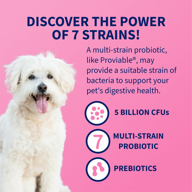 Nutramax Proviable Probiotics for Dogs, Daily Digestive Health Supplement with Multiple Strains of Bacteria, Dog Probiotics Plus Prebiotics, 60 Chewable Tablets 60 Count (Pack of 1)