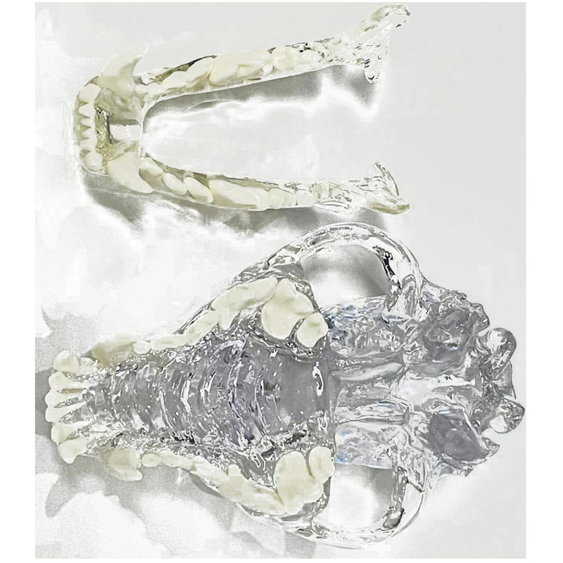 Transparent Canine Dog Cat Rabbit Teeth Skull Anatomical Model Dental Animals Oral Tooth Jaw For Veterinary Office Teaching Decoration Demonstrate (Dog Skull) Dog Skull