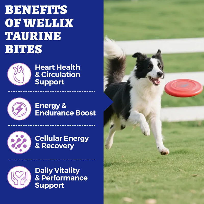 Wellix 9.17 oz, 25% Taurine for Dogs - Healthy Heart Supplements for Dog Chewable with CoQ10, Fish Oil, Vitamins, L-Carnitine - Heart Muscle Function & Cardiovascular Health, Antioxidant Support