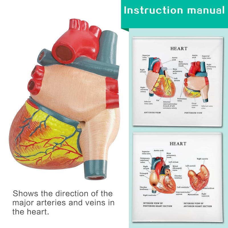 Human Heart Anatomical Model, Life Size 2 Parts Human Heart Model Shows Arteries Veins with Base and Detailed Guide for Medical Science Education Study or Teaching