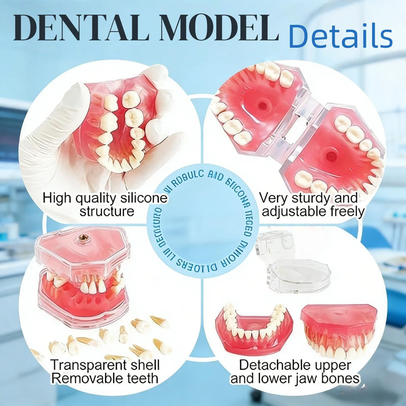 Dental Teeth Model-Dental Hygiene Student Must Haves,Teeth Practice,Typodont Teeth Model,Dental Assistant Must Haves.（Standard） standard