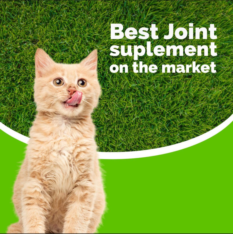 Artricat Dietary Supplement by Interfarma Corp | Cartilage Protection, Reduce Inflammation, & Joint Support for Cats | with Glucosamine, Collagen, & Hyaluronic Acid | Pineapple Flavor, Drops. SINGLE