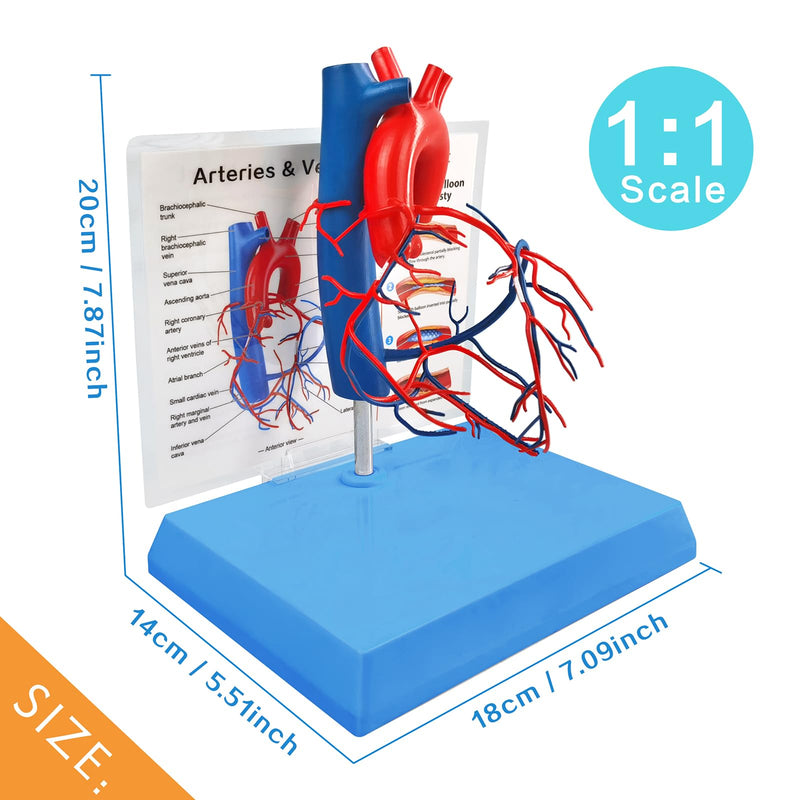 NEW HORIZON Human Heart Model Vascular Heart, Naturally Size, with base Increased sized coronary anatomy depicting the cardiac veins