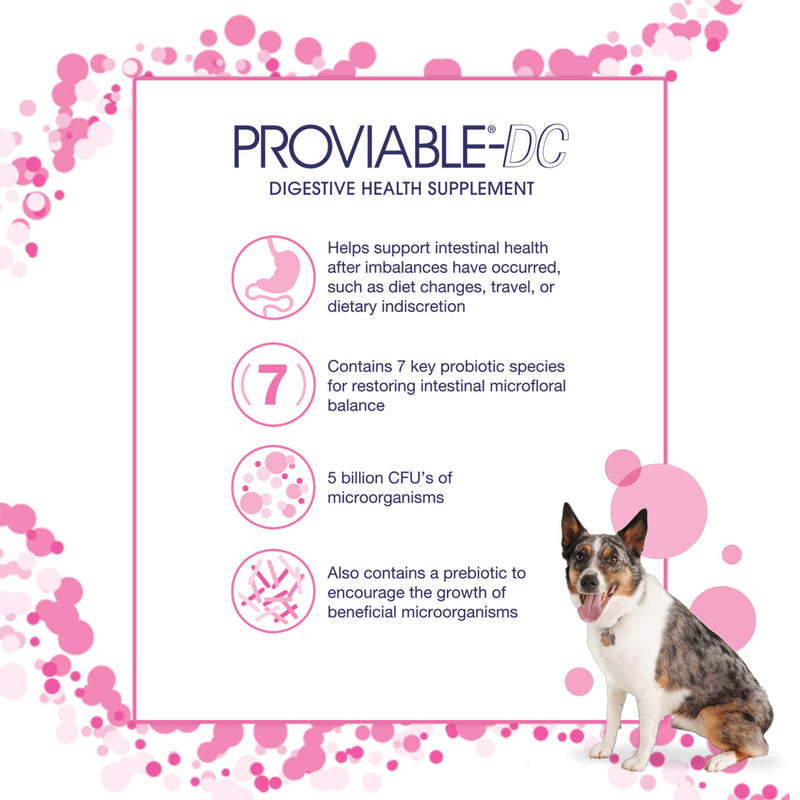 Nutramax Proviable Health Supplement for Cats and Dogs 30 Count - PawsPlanet Australia