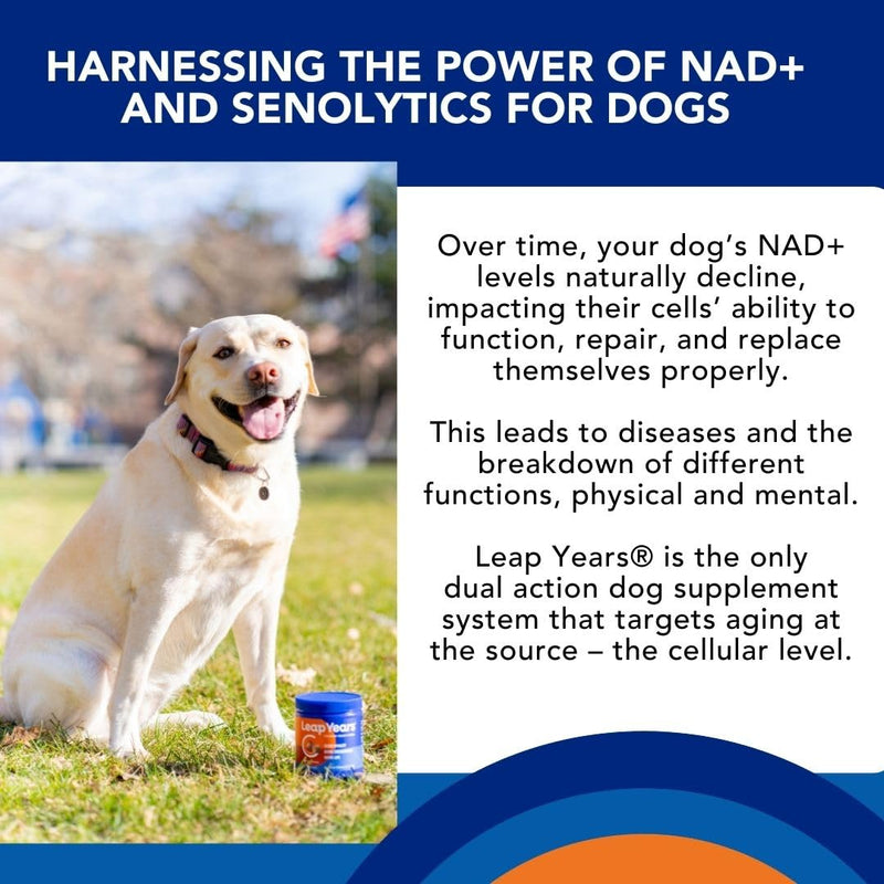 Leap Years Soft Chew Dog Supplement – Supports Healthy Aging, Cognition & Vitality; Veterinarian-Formulated for Brain, Heart & Muscle Health; Powerful NAD+ Boosting & Senolytic Formula, Patent-Pending Small/Medium Breed (less than 54 lbs) - PawsPlanet Australia