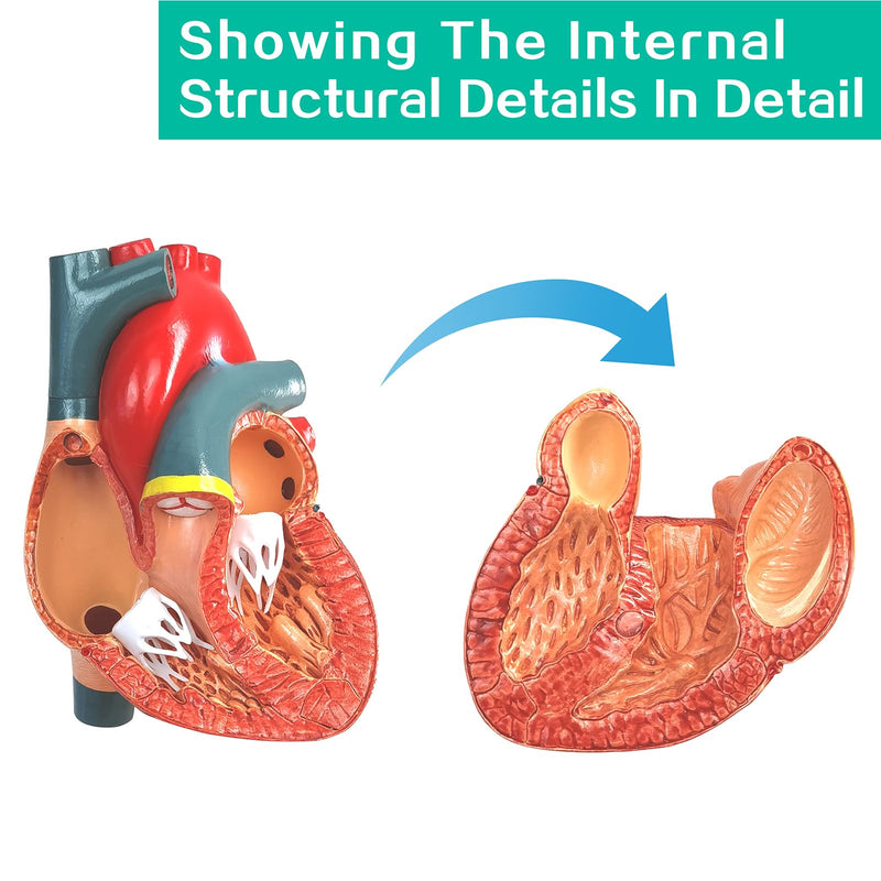 Human Heart Anatomical Model, Life Size 2 Parts Human Heart Model Shows Arteries Veins with Base and Detailed Guide for Medical Science Education Study or Teaching