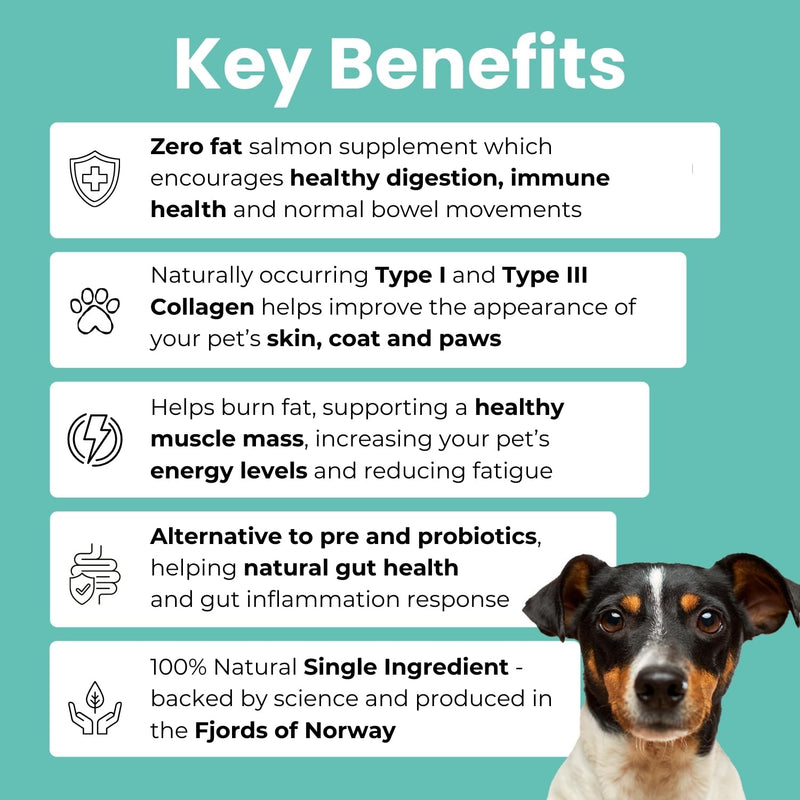 Brilliant Gut & Digestion Salmon Peptide Powder for Dogs & Cats – 100% Natural Single Ingredient Food Topper, Supports Digestive & Immune Health, Skin & Coat – Human Grade, 7oz 7 oz