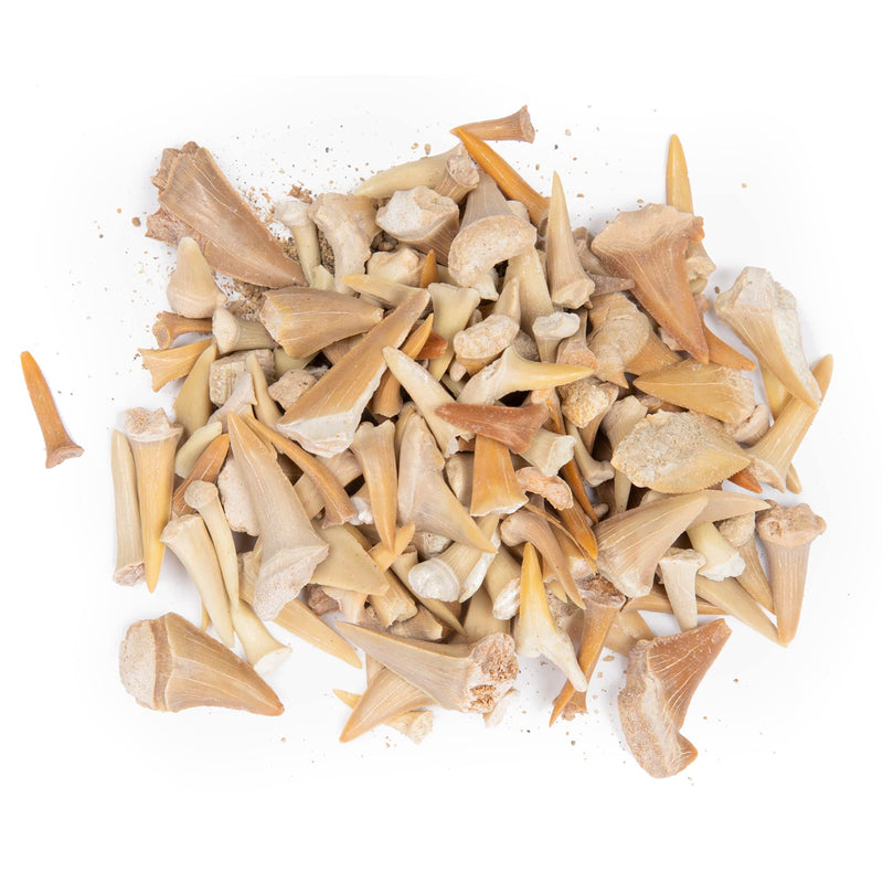 Fossilized Shark Teeth – Excavate and Examine Real Shark, String Ray, Fish, and Crocodile Teeth and Bones – Great STEM/STEAM Teaching Tool – Ideal Gift for Paleontology Enthusiasts – 1 lb.