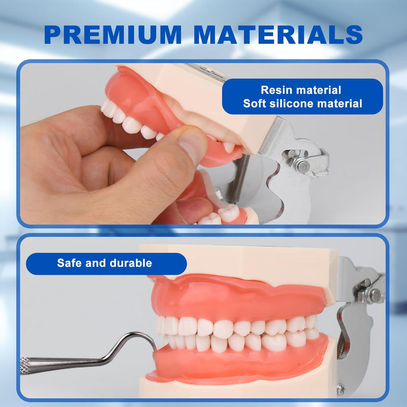 H32C-01 Removable 32Pcs Screw-in Model, Soft Gum Model Comes with a Small Screwdriver Easy to Disassemble and Replace, Suitable for Teaching Practice and Study