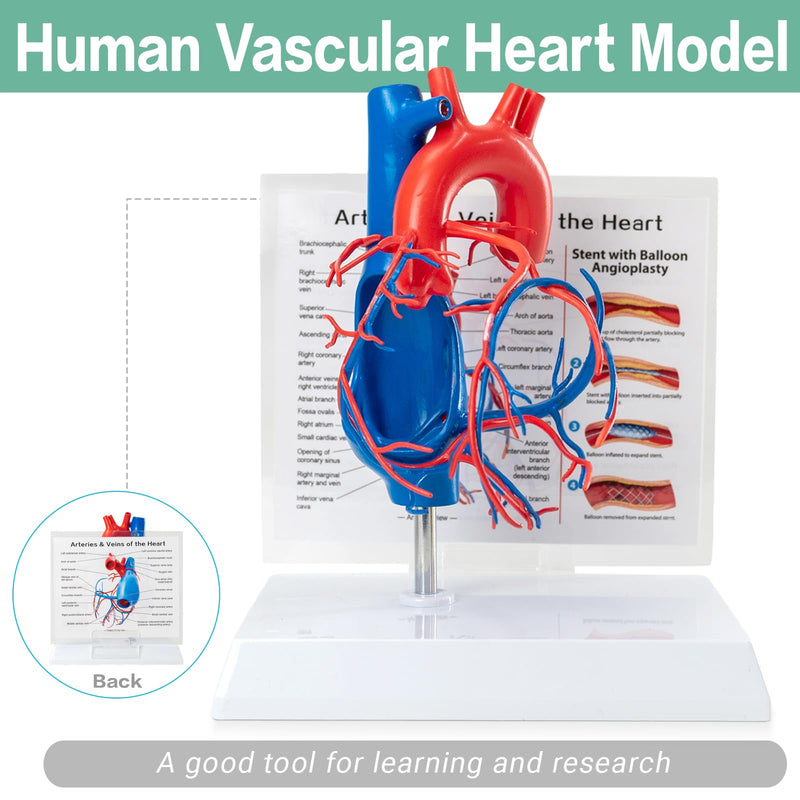 Human Heart Vascular Model, Life Size Cardiovascular Model Showing The Arteries and Veins with Base for Medical Classroom and Cardiology Study
