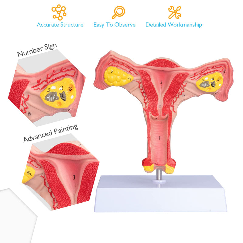 ANNWAN Female Ovary Model - Life Size Human Uterus and Ovary Model Female Reproductive Organ Model for Studying and Communication