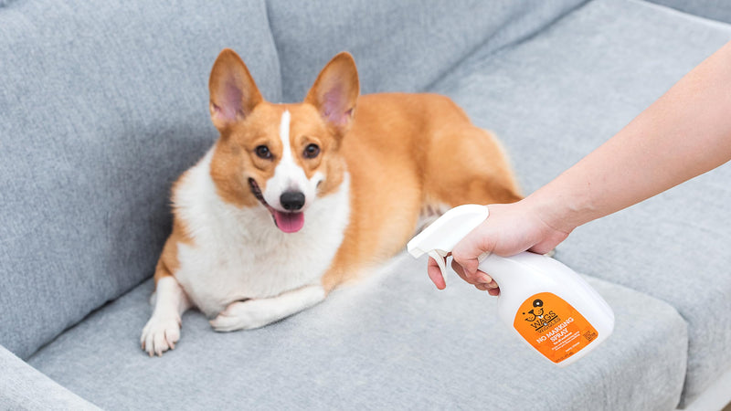 Wags and Wiggles No Marking Deterrent Training Spray for Dogs - Indoor Dog Pee Repellent, Anti-Marking Behavior Correction Spray for Puppies and Adult Dogs, 16 Fl Oz Citrus Zesty 16 Fl Oz (Pack of 1)