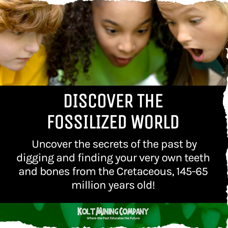 Fossilized Shark Teeth – Excavate and Examine Real Shark, String Ray, Fish, and Crocodile Teeth and Bones – Great STEM/STEAM Teaching Tool – Ideal Gift for Paleontology Enthusiasts – 1 lb.
