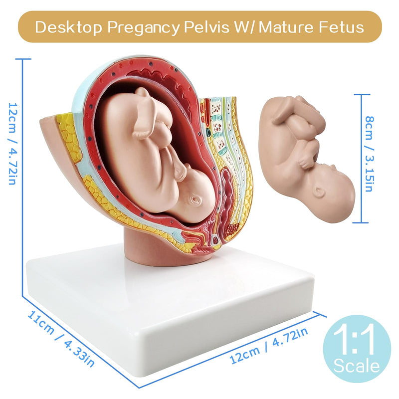 NEW HORIZON Medical Anatomical Pregnant Human Female Pelvis with Pregnancy 9 Months Baby Fetus Mode 1/2 Life Size with Removable Organs, 2-Parts, Hand Painted