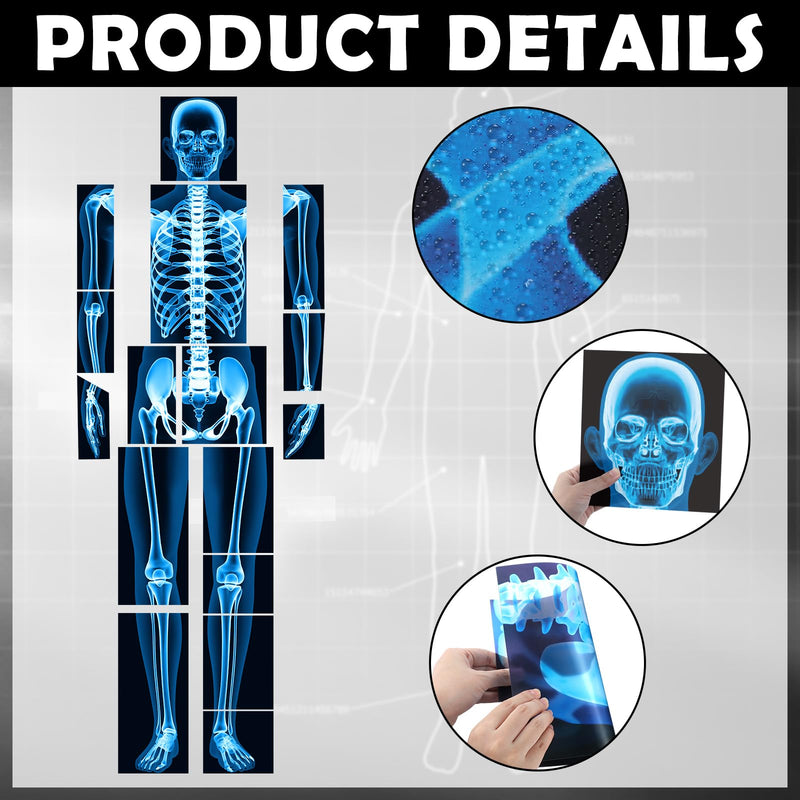 16 Pieces Human X Rays Bones X Rays Human Xrays for Kids Human Bones Body Display Play Table (Blue) Blue