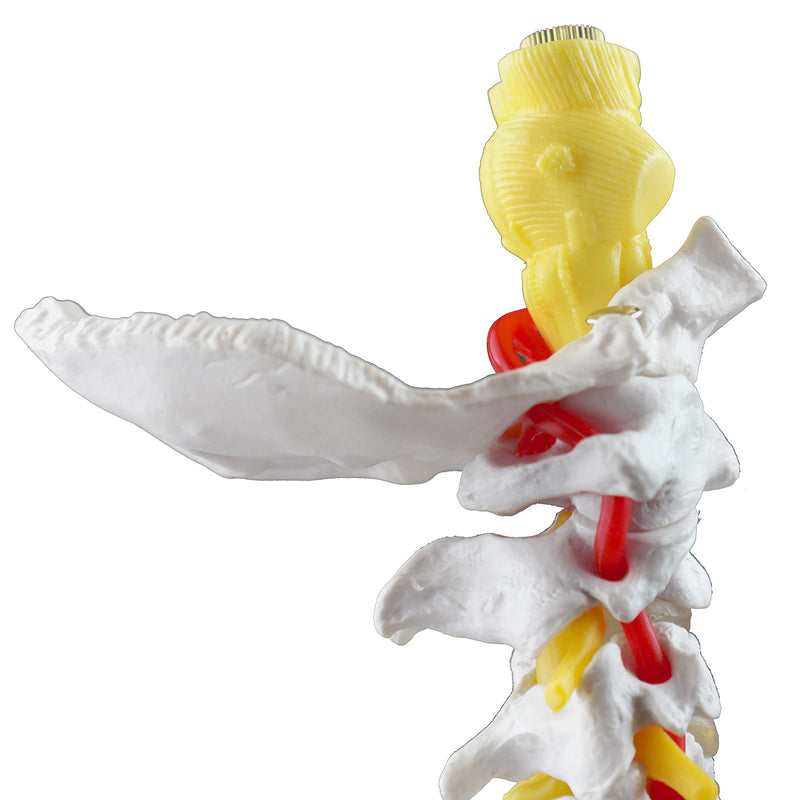 Parco Scientific PB00052 Cervical Spine with Nerves & Arteries Life-Size, Articulated, 7 Cervical Vertebrae, Intervertebral Discs, Occipital Bone, Spinal Cord, Paired Spinal Nerves & Vertebra