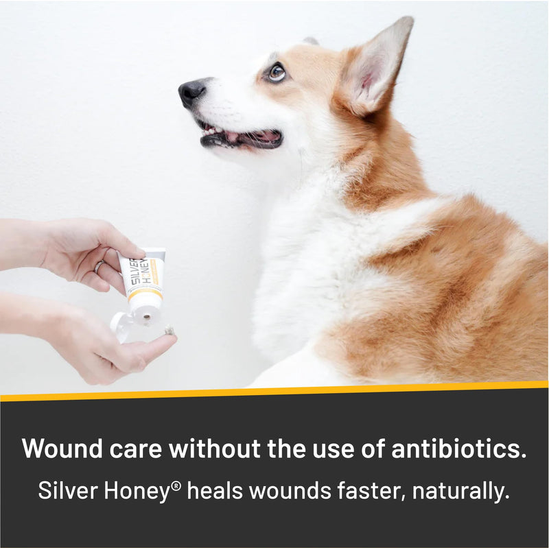 Absorbine Silver Honey Hot Spot & Wound Care Ointment for Dogs, Cats, Small Animals, 2oz Tube - PawsPlanet Australia