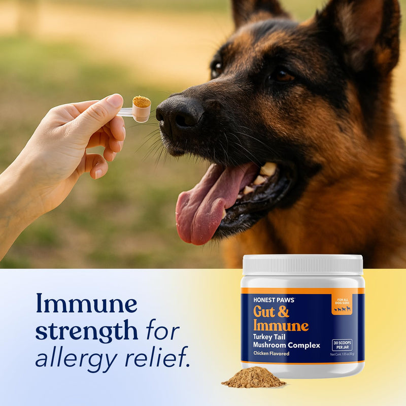 Honest Paws Turkey Tail Mushroom for Dogs - Digestive and Immune Support - Shiitake, Reishi, Maitake Mushroom Supplement Powder for Dogs - No Filler, No Additives - (30 Scoops) (Pack of 2) 30 Scoops (Pack of 2)