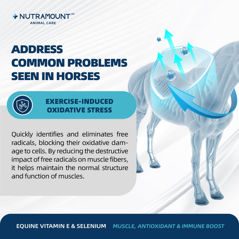 Horse Vitamin E & Selenium Supplement Powder – Natural Vitamin E 24% & Yeast Selenium – Daily Equine Antioxidant & Muscle Support – 100 Day Supply Big Tub