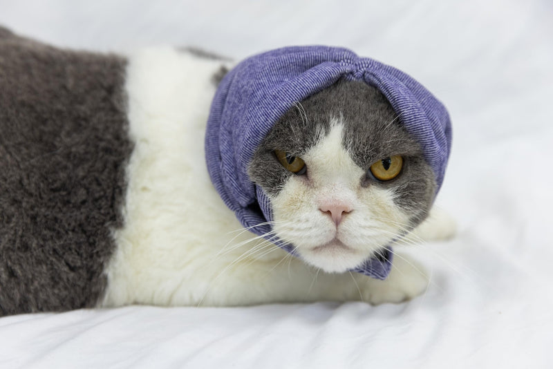 Cat Hematoma Ear Wrap,Noise Cancelling Calming Anxiety & Stress Relief - Ear Cover for cat Purple S Small