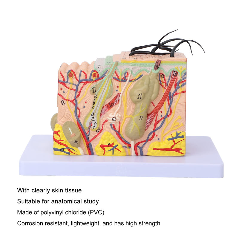 Skin Model, 35X Enlarged Skin Anatomical Model 3D Skin Layers Anatomy Model Human Skin Structure Anatomical Model for Science Classroom Study Display Teaching Model
