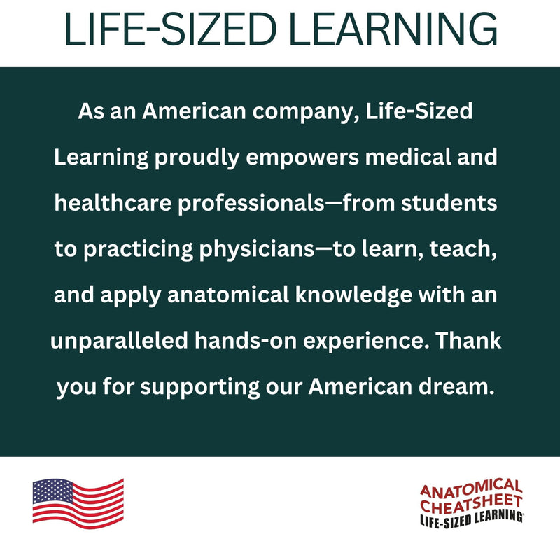 Life-Sized Learning Muscular Anatomy Model Fabric Sheet – Anterior View of a Muscular System Model – Study Tool for Classroom, Students, Instructors - Medium 50" x 72" Muscular Anterior - Medium