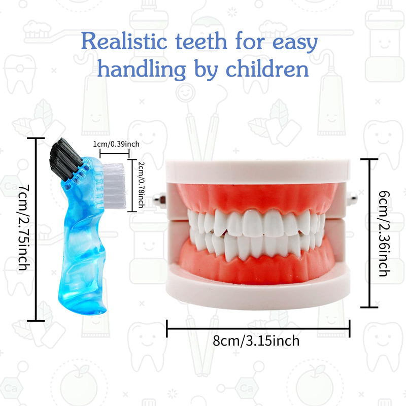 Dental Teeth Model with Denture Toothbrush, Standard Teeth Model Brushing Tooth, Denture Mouth Model Demonstration for Kids Dental Teaching Tools Study Supplies