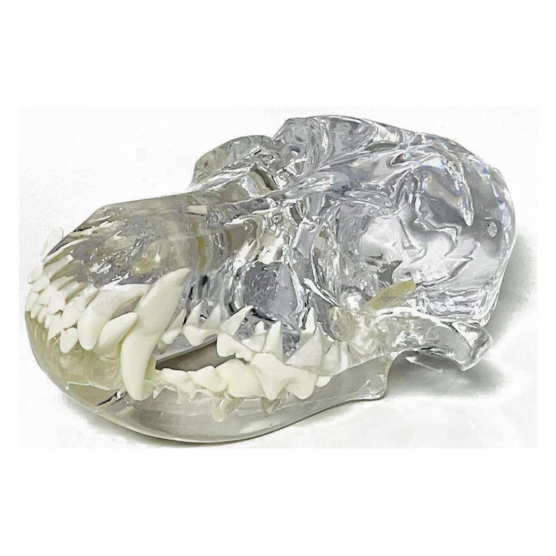 Transparent Canine Dog Cat Rabbit Teeth Skull Anatomical Model Dental Animals Oral Tooth Jaw For Veterinary Office Teaching Decoration Demonstrate (Dog Skull) Dog Skull