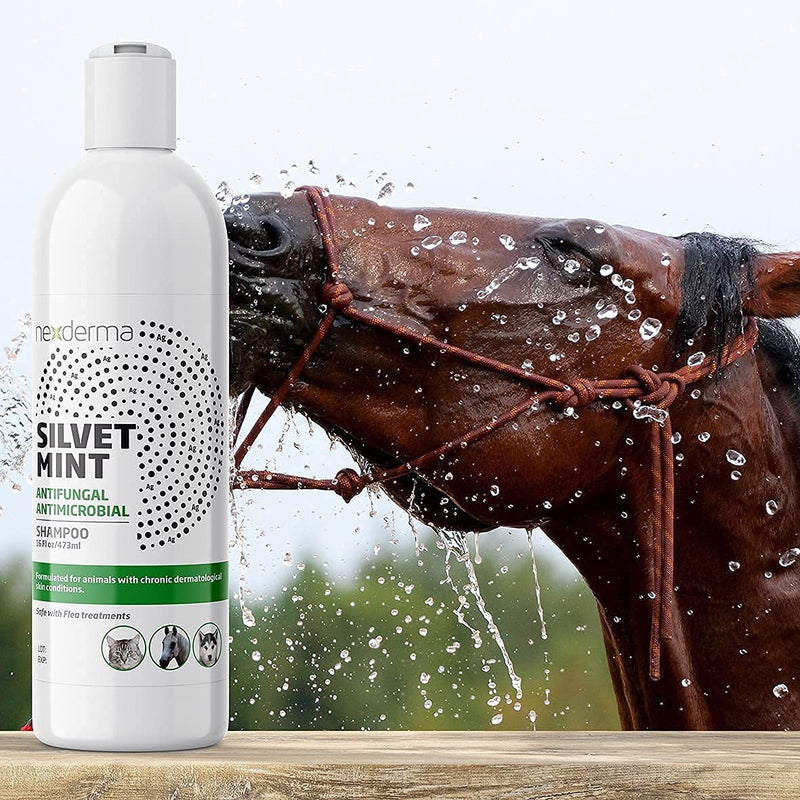 Natural Colloidal Medicated Pet Shampoo for Dogs and Cats - Tearless Hypoallergenic, Soap Free with Coconut Oil and Mint, Relief for Allergies, Odor, Itchy, Dry, Irritated Skin - 16oz, 1Pack - PawsPlanet Australia