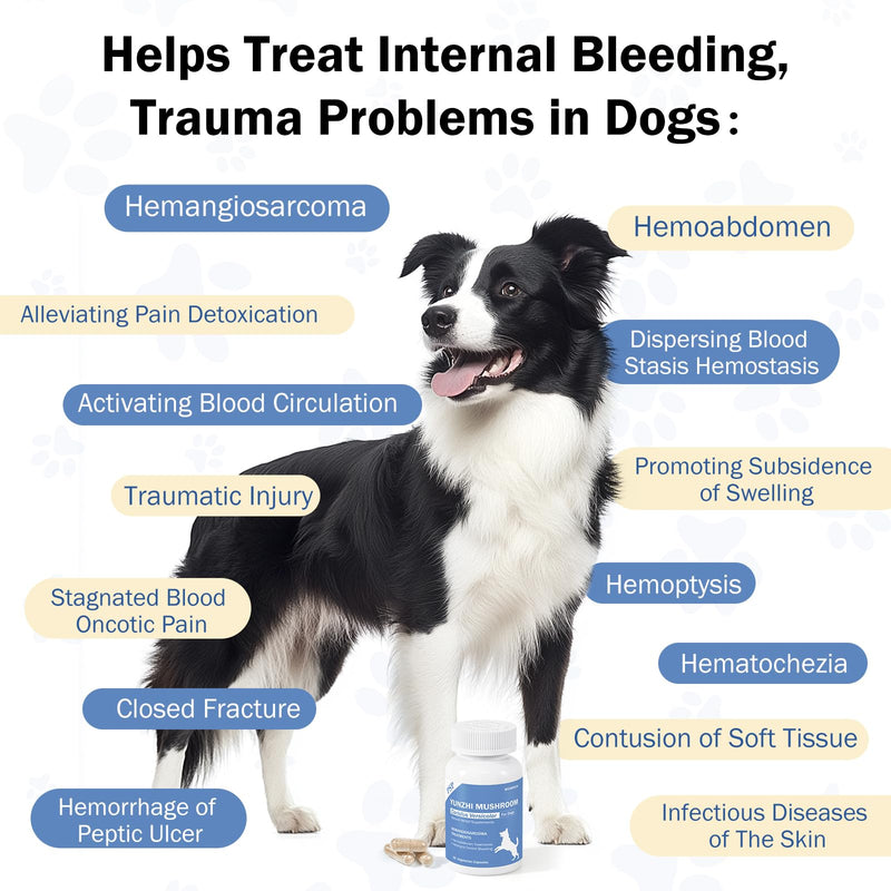 Quick Stop Bleeding for Dogs, Yunnan Sanqi Capsules for Dogs for Hemangiosarcoma, Hemoabdomen, Severe Bruising, Hemangiosarcoma & Hemoabdomen - Rich in PSP & Beta Glucans, Turkey Tail 60 Capsules