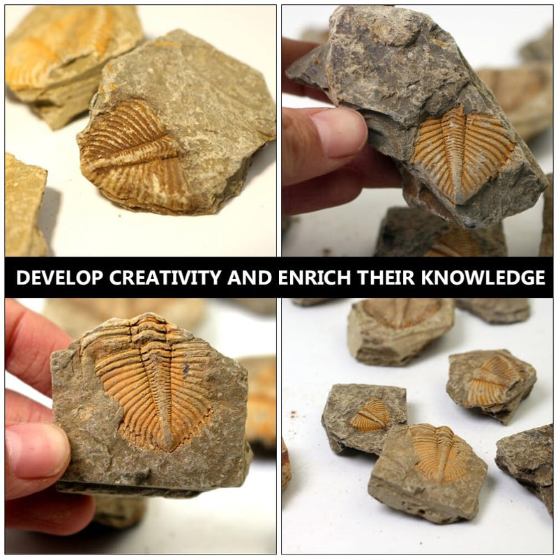 2Pcs Real Trilobite Come from Western Hunan of China 450 Million Years ago