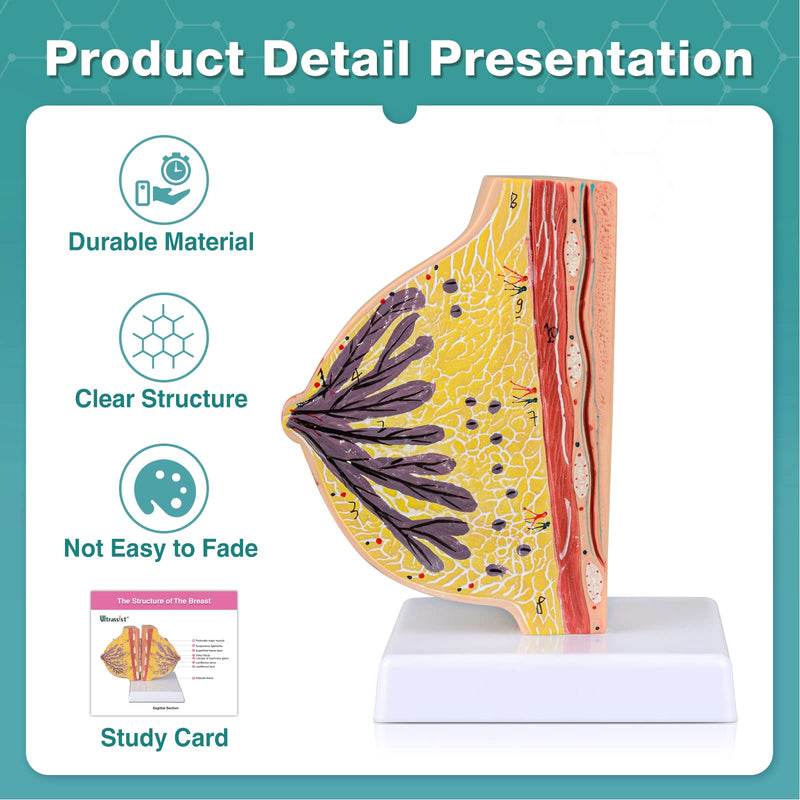 Ultrassist Non-Lactating Breast Model, Human Anatomy Model， Breast Anatomical Model with Study Card for Doctor Surgeon Gift Non-Lactating Breast Sagittal Section Model