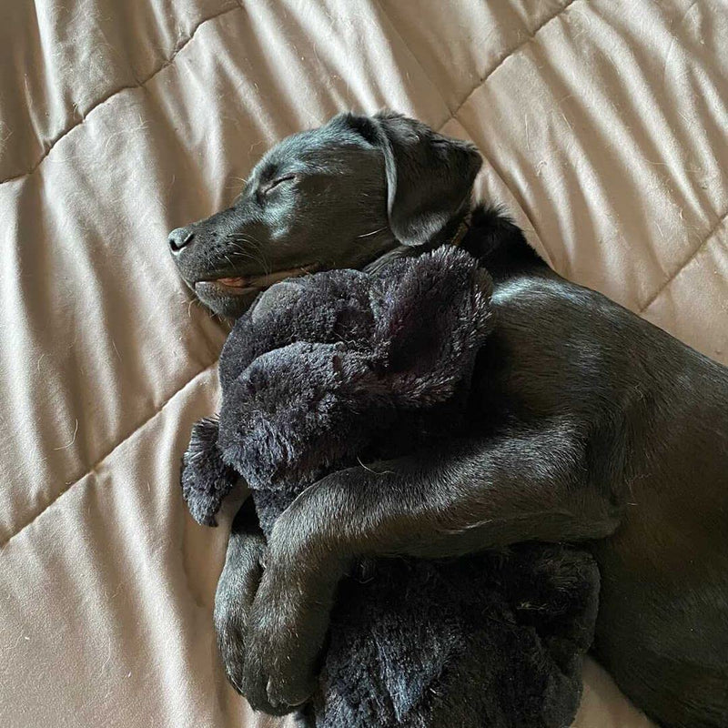 SmartPetLove Snuggle Puppy - Extra Heat Pack Bundle - Comes with Snuggle Puppy and Extra 12-Pack of Heat Packs for Pets - PawsPlanet Australia