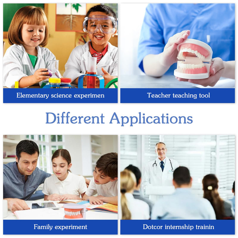 Dental Teeth Model with Denture Toothbrush, Standard Teeth Model Brushing Tooth, Denture Mouth Model Demonstration for Kids Dental Teaching Tools Study Supplies