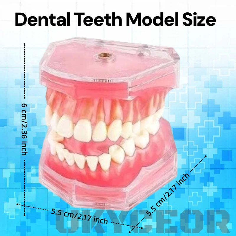 Dental Teeth Model-Dental Hygiene Student Must Haves,Teeth Practice,Typodont Teeth Model,Dental Assistant Must Haves.（Standard） standard
