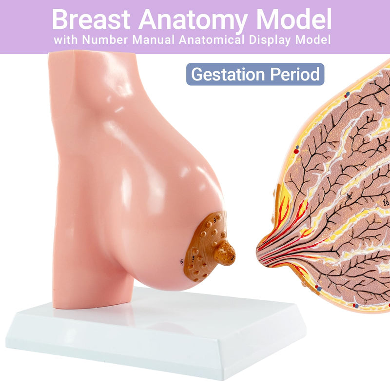 Lactating Breast Sagittal Section Model, Breast Anatomy Model Include Study Card, for Breast Surgeon