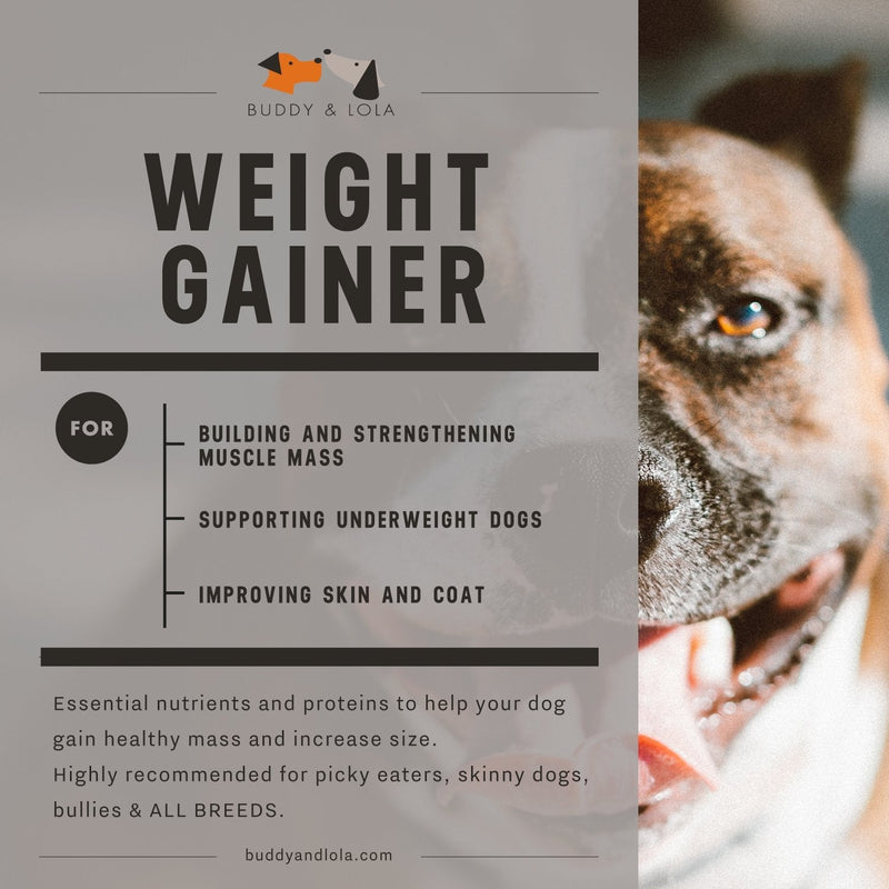 Buddy & Lola Dog Weight Gainer - Dog Supplement for Weight Gain - Dog Protien Powder for Max Muscle Builder, High Calorie Supplement for All Dogs & Breeds inc Bully. Pro Food Topper - Made in The USA - PawsPlanet Australia