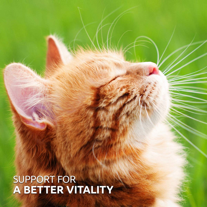 AniForte Taurine for Cats 100g - Natural Amino Acid Pet Supplement to Help Muscle Tremors & Nerve Function - PawsPlanet Australia