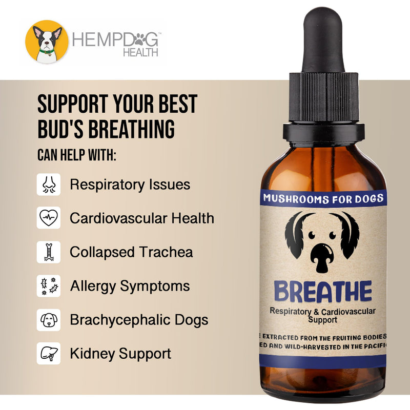 MycoDog Breathe Mushroom Extract & Adaptogen Tincture for Canines - Mushroom & Ashwagandha Supplements for Dogs with Breathing Challenges - Reishi Mushroom, Chaga, Cordyceps Mushroom & Artist Conk - PawsPlanet Australia