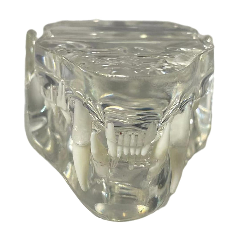 Transparent Cat Teeth Model Animals Oral Tooth Jaw for Veterinary Education Study Demo Decoration