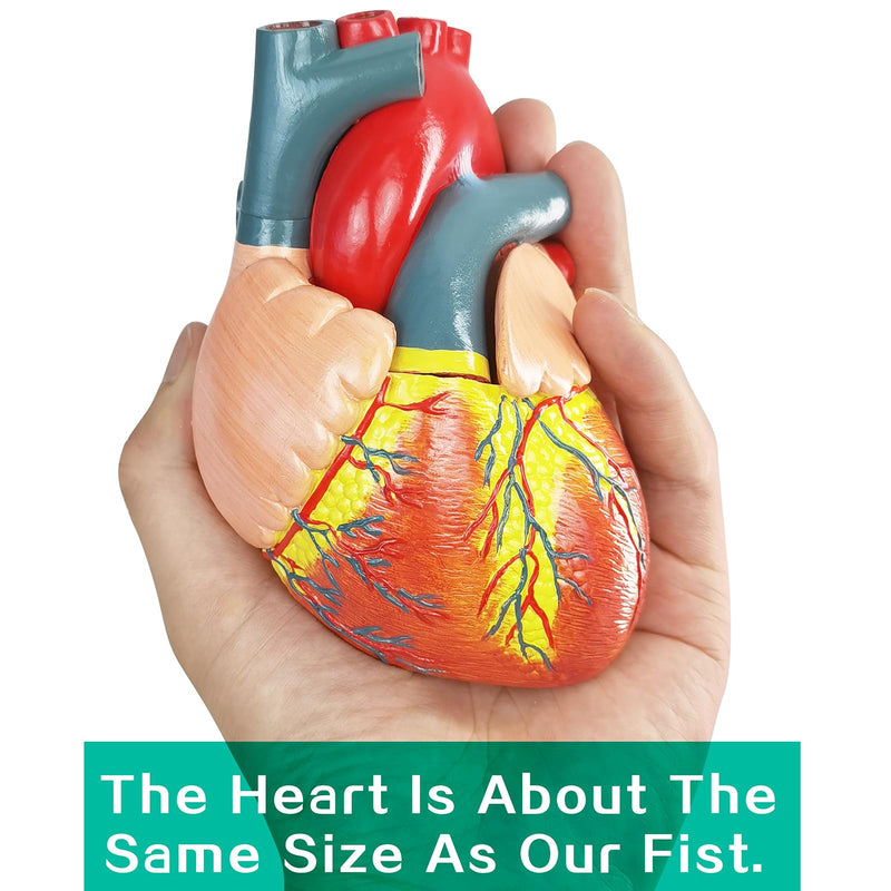 Human Heart Anatomical Model, Life Size 2 Parts Human Heart Model Shows Arteries Veins with Base and Detailed Guide for Medical Science Education Study or Teaching