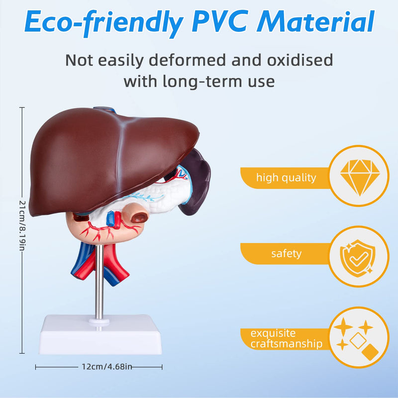 Human Liver Anatomical Model - Life Size Human Pancreas Pathology Model Liver Teaching Model Liver Dissection Model