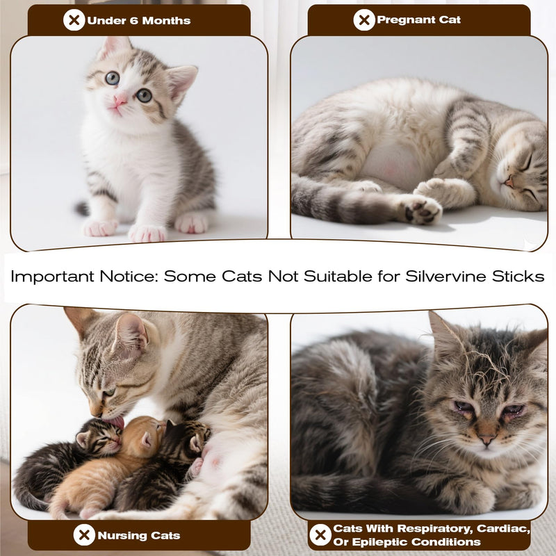 CARGEN Silvervine Cat Chew Sticks - 12 PCS Natural Kitten Chew Toys, Dental Cleaning Sticks, Indoor Cat Daily Treats & Entertainment Supplies